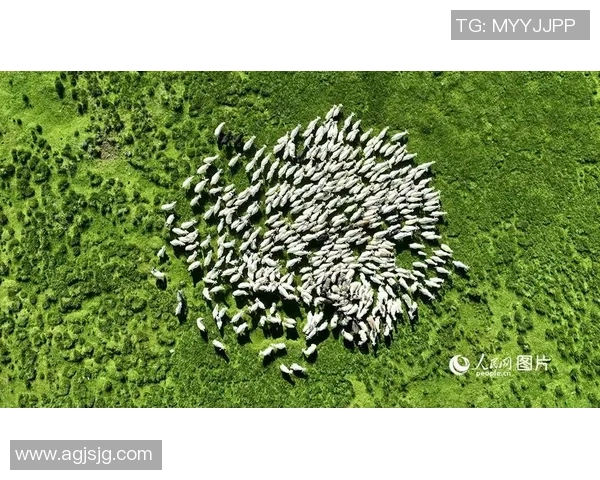 守护海洋生态姚明的责任与使命共筑蓝色家园